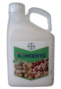 КОНСЕНТО